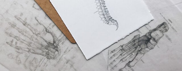 rysunek kręgosłupa i kości dłoni